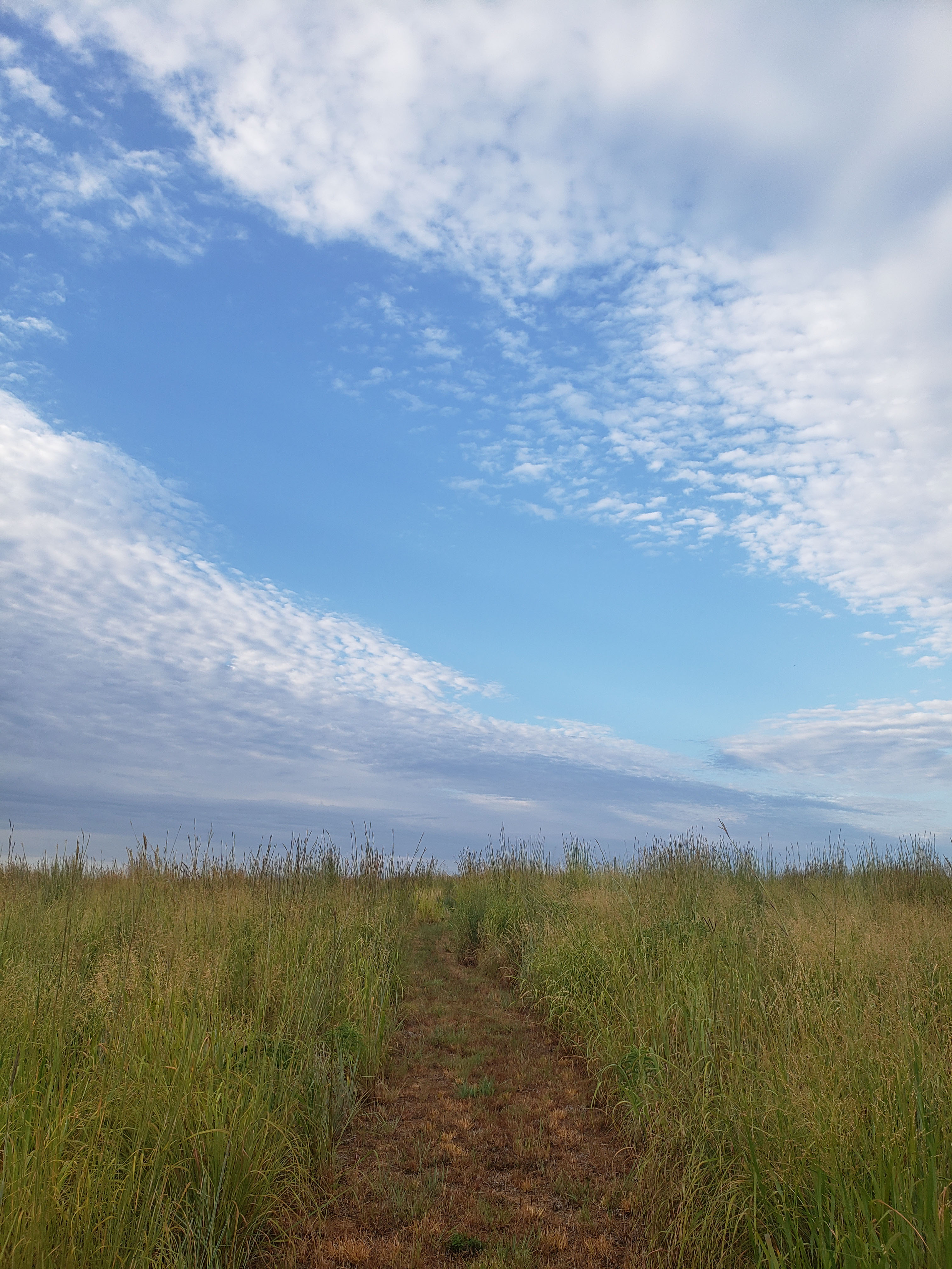 A path through a field of tall prairie grasses under a blue sky with scattered clouds